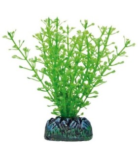 planta acuario 10 cm friendly
