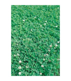 trebol enano blanco huia 500 gr