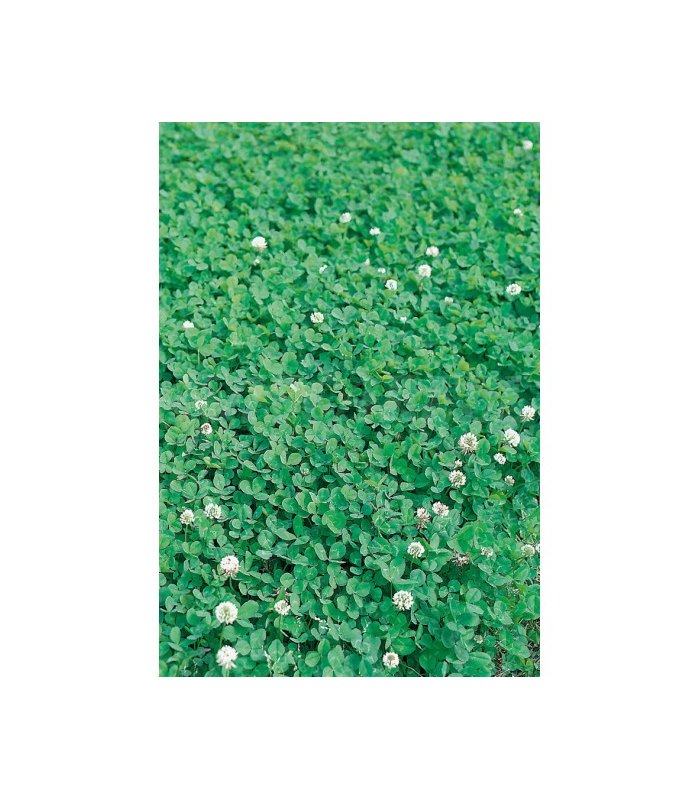 trebol enano blanco huia 500 gr