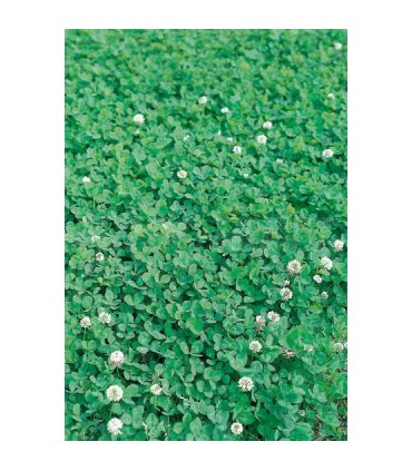 trebol enano blanco huia 500 gr