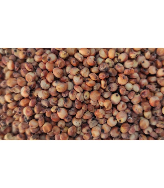 sorgo rojo 25 kg