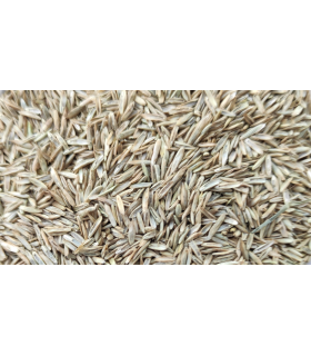 semilla festuca 1 kg