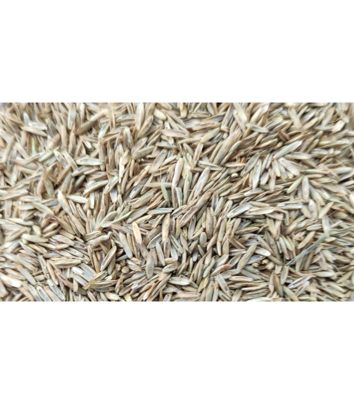 semilla festuca 1 kg