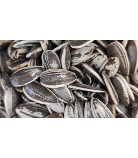 pipas usa loro 20 kg