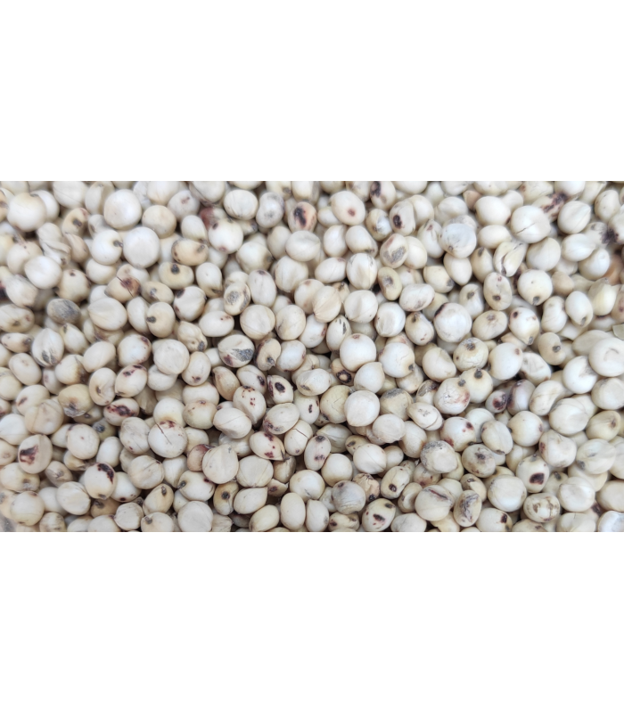 sorgo blanco 25 kg