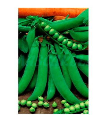 m 30060100 semilla guisante petit provenzal 100 gr mata baj
