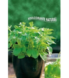 semilla stevia rebaudiana edulcorate nat