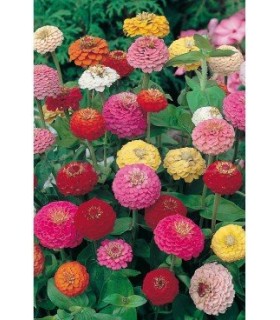 semilla zinnia lilliput