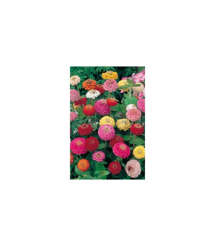 semilla zinnia lilliput