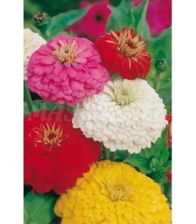 semilla zinnia dalia gigante 2 gr