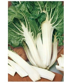 51002 acelga verde de penca ancha 5 gr