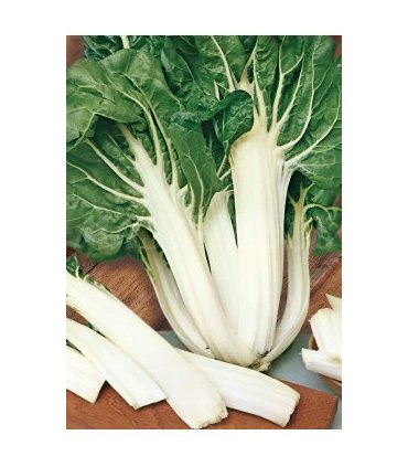 51002 acelga verde de penca ancha 5 gr