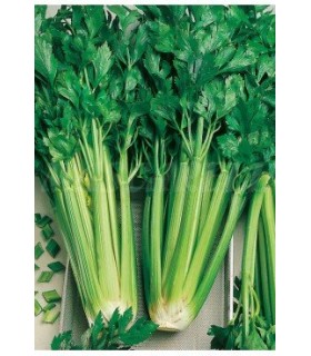 apio lleno verde pascal 2 gr
