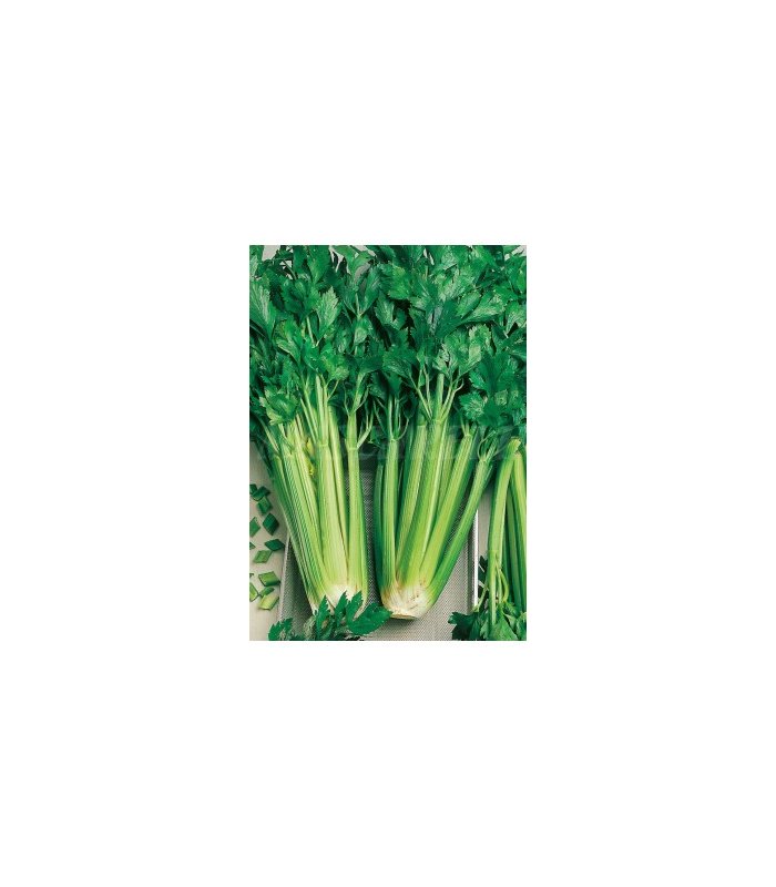 apio lleno verde pascal 2 gr