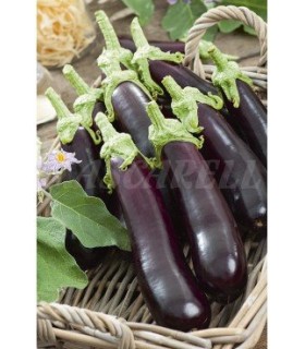 berenjena larga negra 05 gr