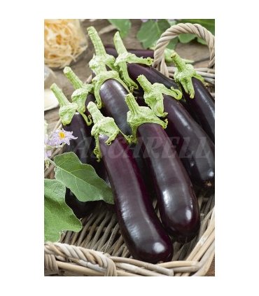 berenjena larga negra 05 gr