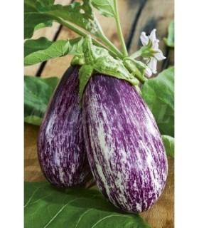 berenjena listada gandia s soraya 1 gr