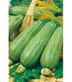 m 51024 calabacin genoves 4 gr