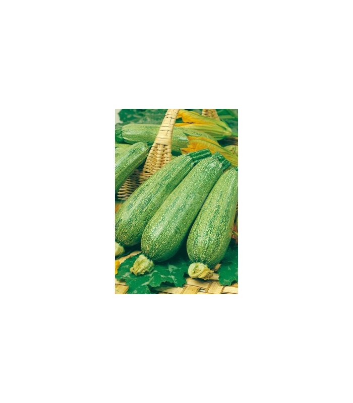 m 51024 calabacin genoves 4 gr