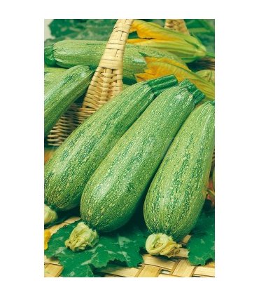 m 51024 calabacin genoves 4 gr