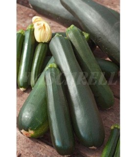 calabacin black beauty 4 gr