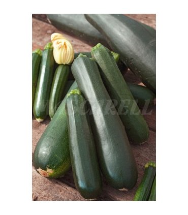 calabacin black beauty 4 gr