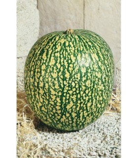 calabaza cabello de angel 15 gr