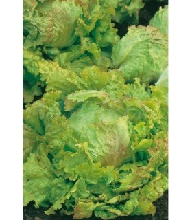 lechuga maravilla de verano 3 gr
