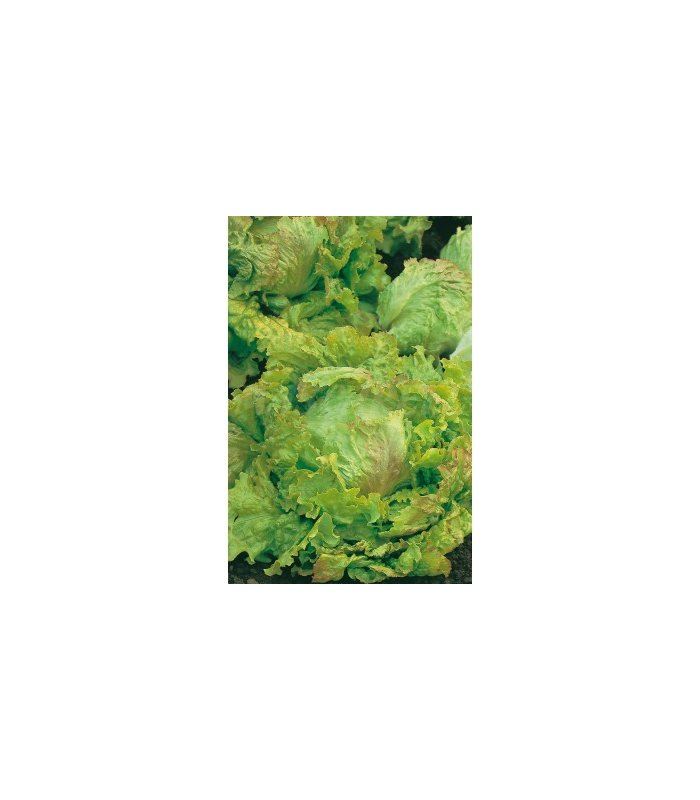 lechuga maravilla de verano 3 gr