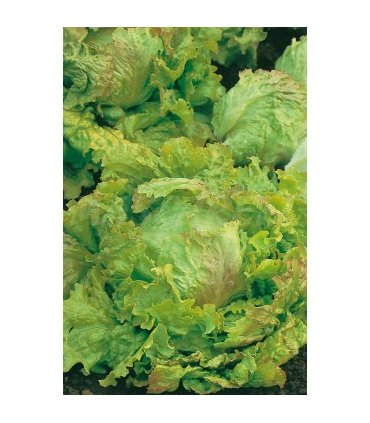 lechuga maravilla de verano 3 gr