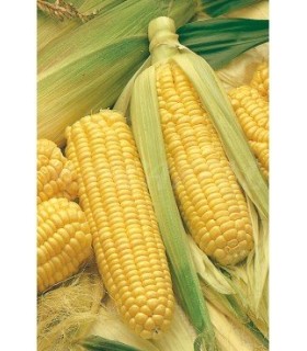 m 51105 maiz dulce golden bantam 3 gr