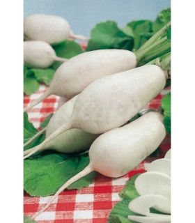 91117 nabo virtudes 6 gr