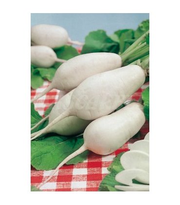 91117 nabo virtudes 6 gr