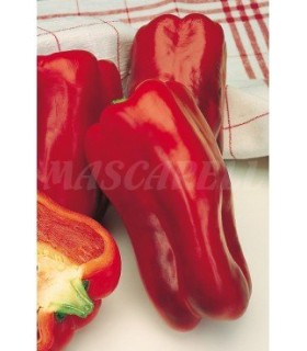 m 51138 pimiento infantes 05 gr