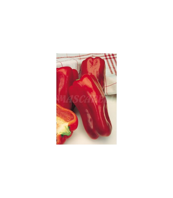 m 51138 pimiento infantes 05 gr