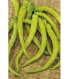 m 51142 pimiento guindilla 05 gr