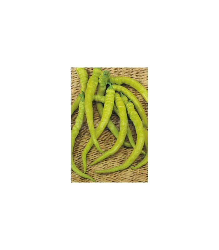 m 51142 pimiento guindilla 05 gr