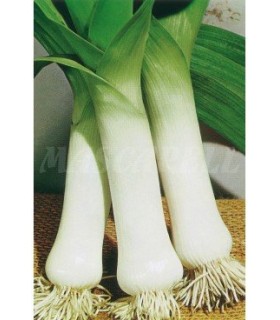 m 51146 puerro carentan 3 gr