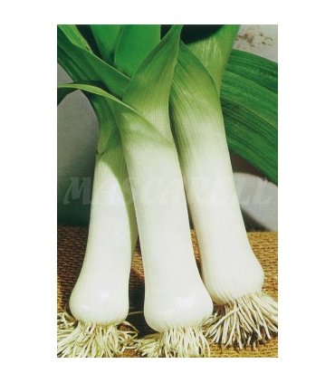 m 51146 puerro carentan 3 gr