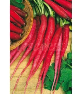 m 91155 rabano largo murciano 7 gr