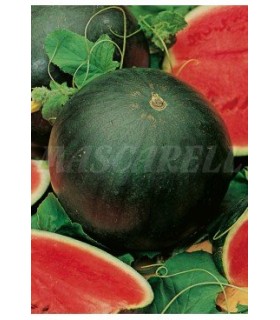 sandia florida giant 3 gr