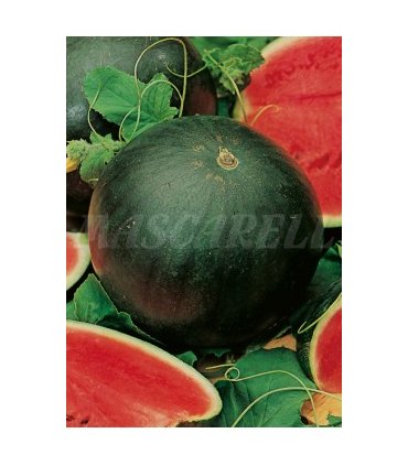 sandia florida giant 3 gr