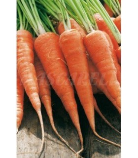 m 51183 zanahoria chantenay 4 gr