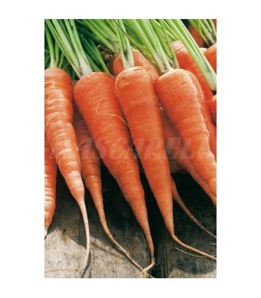 m 51183 zanahoria chantenay 4 gr