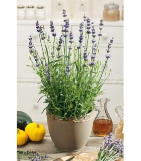 m 91219 lavanda 03 gr