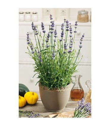 m 91219 lavanda 03 gr