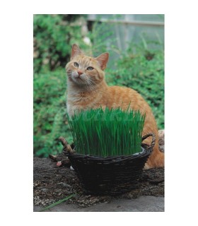 93037 hierba para gatos 7 gr