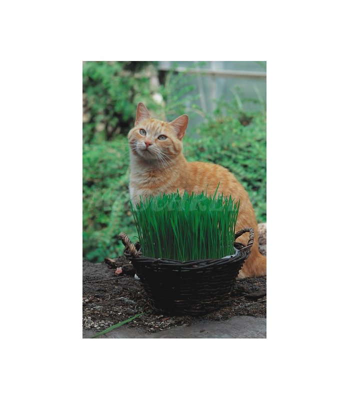 93037 hierba para gatos 7 gr