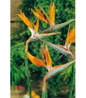 m 43065 strelitzia 04 gr