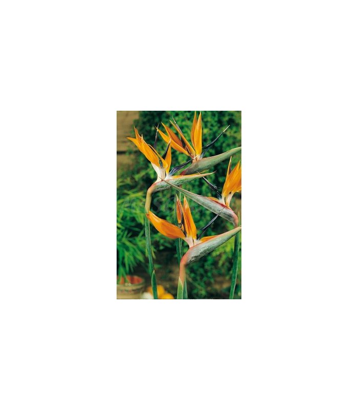 m 43065 strelitzia 04 gr